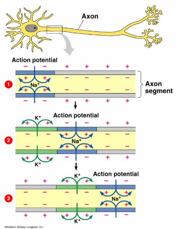 axon_action_potential_neuron_channel