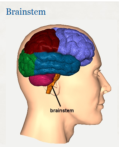 brain-stem-em